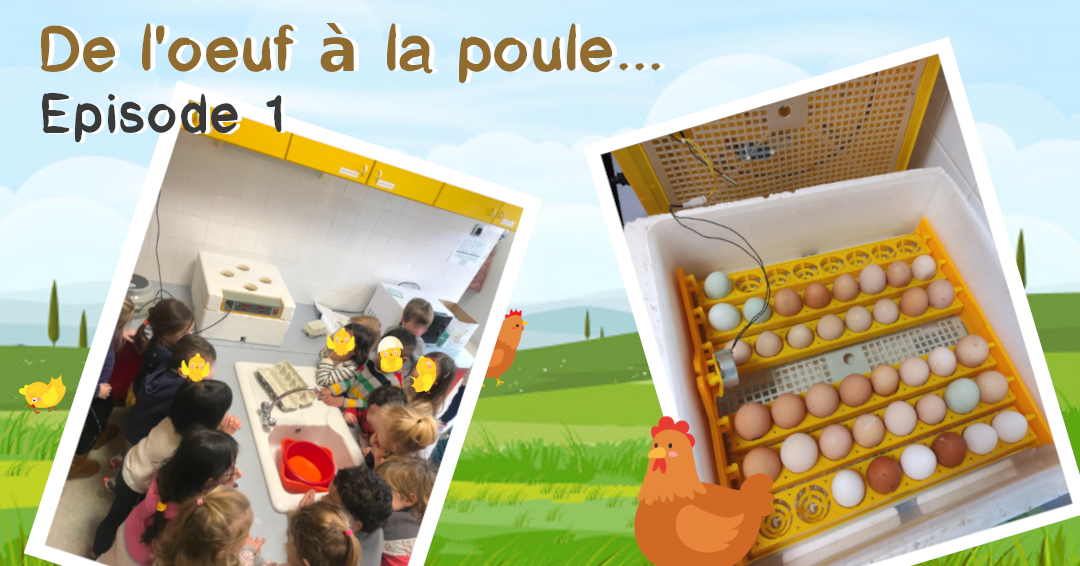 De l'oeuf à la poule... 