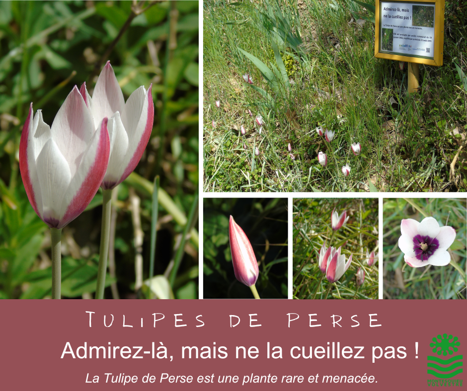 La tulipe de Perse