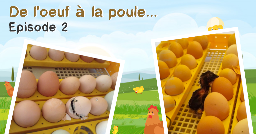 De l'oeuf à la poule... 