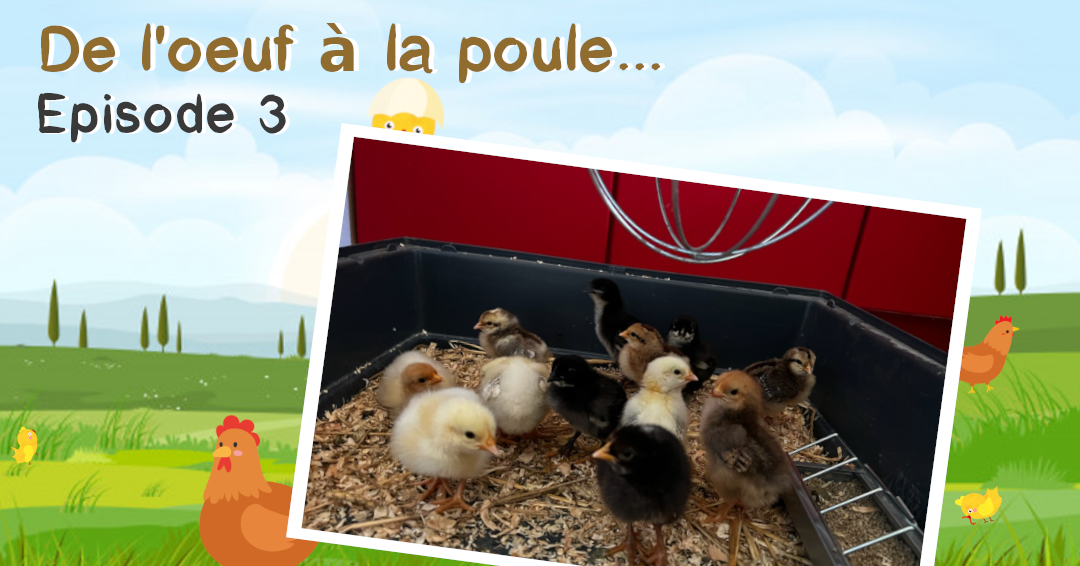 De l'oeuf à la poule...  Episode 3 