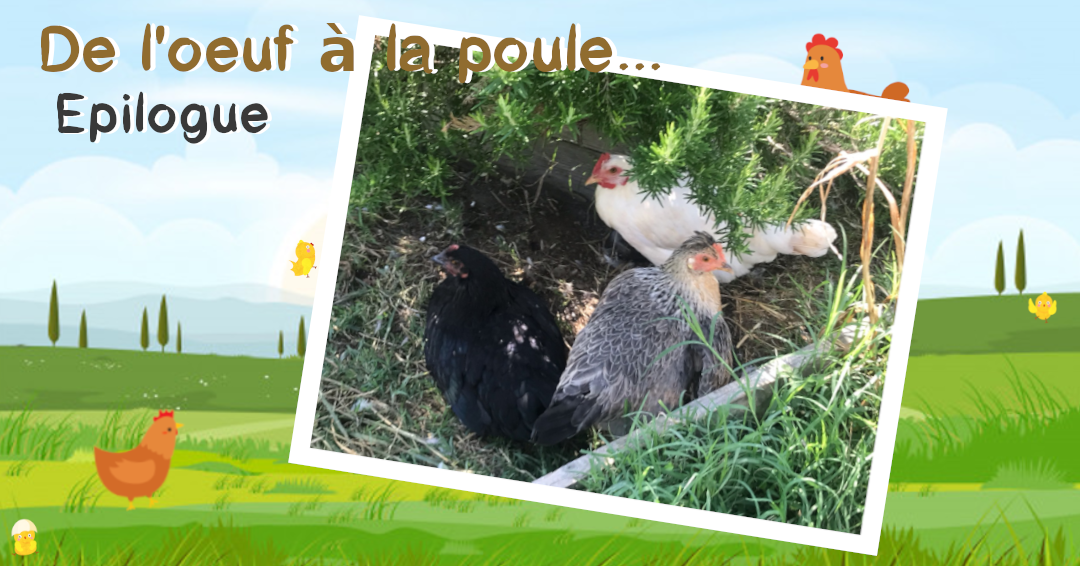 De l'oeuf à la poule... Epilogue