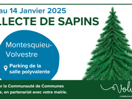 Collecte de sapins