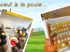 De l'oeuf à la poule... 