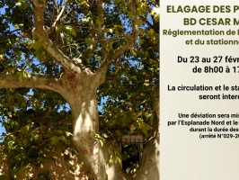 Elagage des platanes BD César Metge