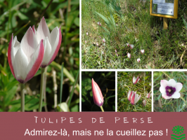 La tulipe de Perse
