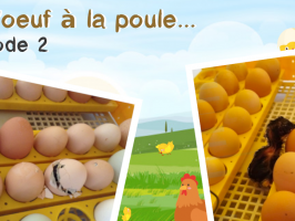 De l'oeuf à la poule... 