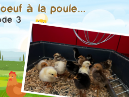 De l'oeuf à la poule...  Episode 3 