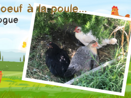 De l'oeuf à la poule... Epilogue