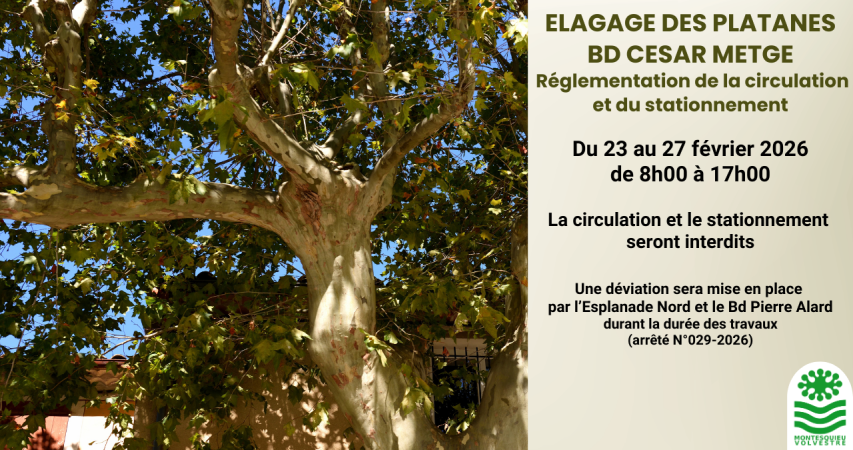 Elagage des platanes BD César Metge